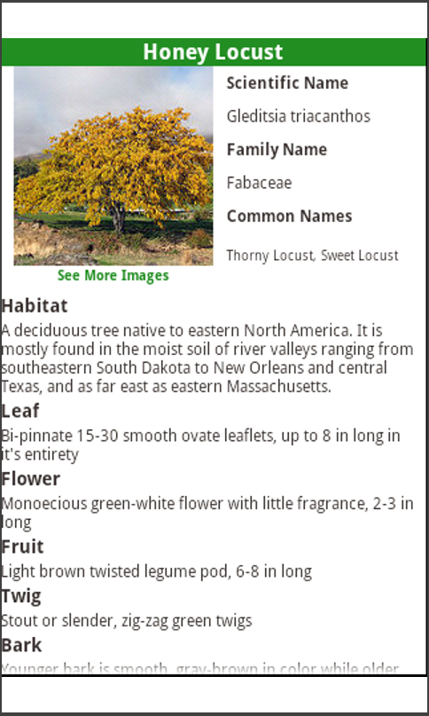 North American Trees!
