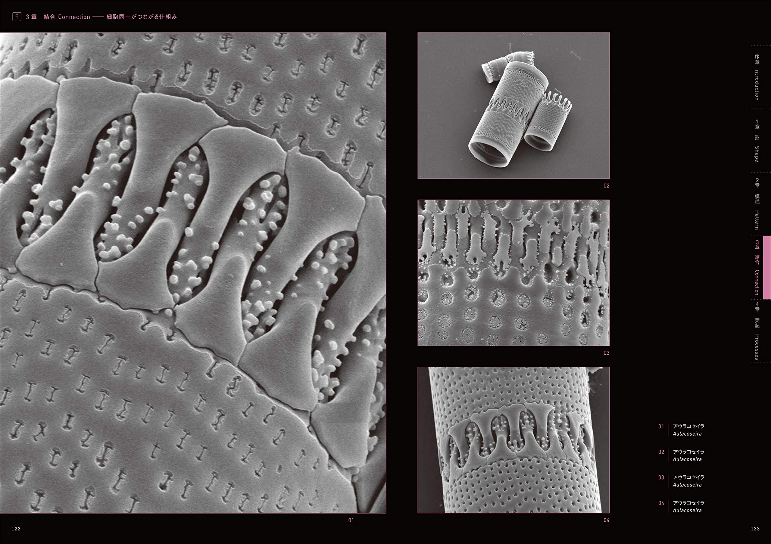 驚異の珪藻世界 The Amazing World Of Diatoms Amazon Com Books