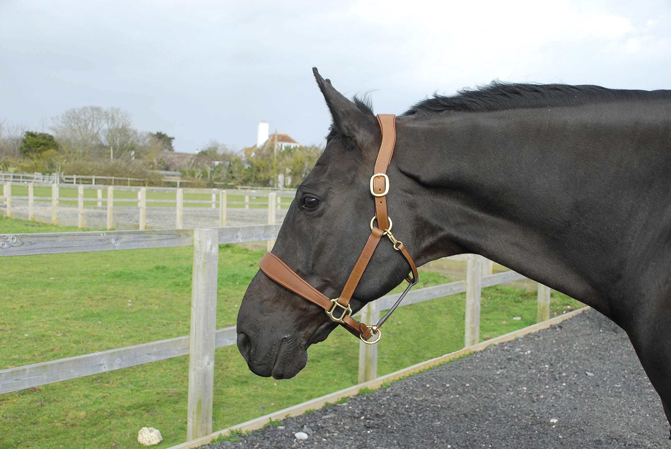 Rhinegold Anatomical Leather Headcollar