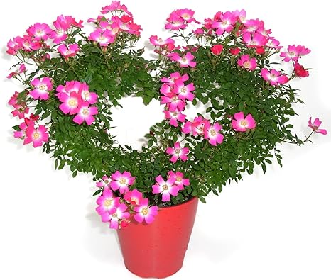 Amazon 母の日ギフト 17 5 11 14にお届け 安曇野 ハートローズ ミニバラ ハートの形です 観葉植物 オンライン通販