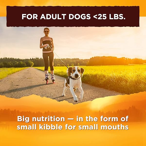 NATURE’S RECIPE SMALL BREED DRY DOG FOOD, CHICKEN, SWEET POTATO & PUMPKIN RECIPE, 4 POUNDS, GRAIN FREE