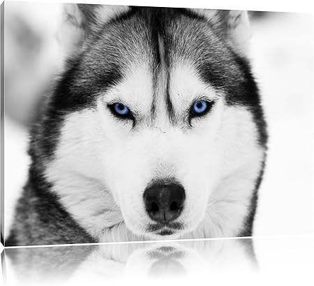 Husky Aux Yeux Bleus Noir Blanc Taille 60x40 Sur Toile énorme Xxl Photos Complètement Encadrée Avec Civière Art Impression Sur Murale Avec Cadre