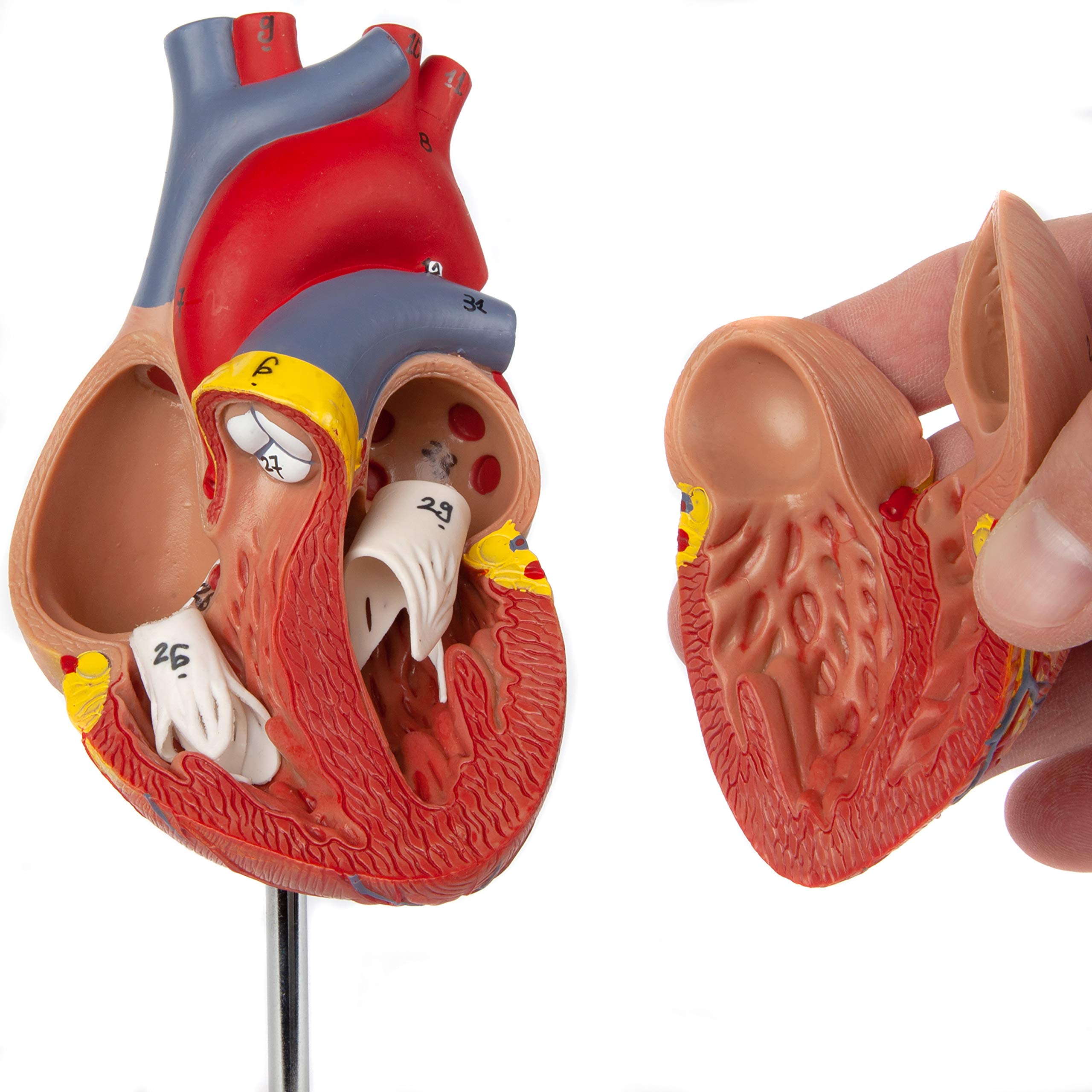 Axis Scientific Life-Size Human Heart Model, 2-Part Magnetic Design, 34 Labeled Structures, Mounted Base, Anatomy Study Manual