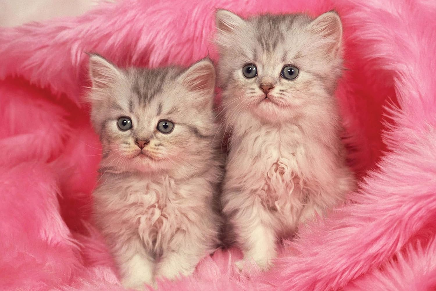 Cute Baby Cats Poster Kitten Poster for Cattery, Living Room, Dorms