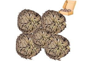 YUNHAHA 5 Pack Big 3.5" Rose of Jericho Resurrection Plants, Flor de Jerico Original Dried Flowers, Jericho Flower Dried Rose, Natural Fern Prayer Plants for Spiritual Purification, Home Decor