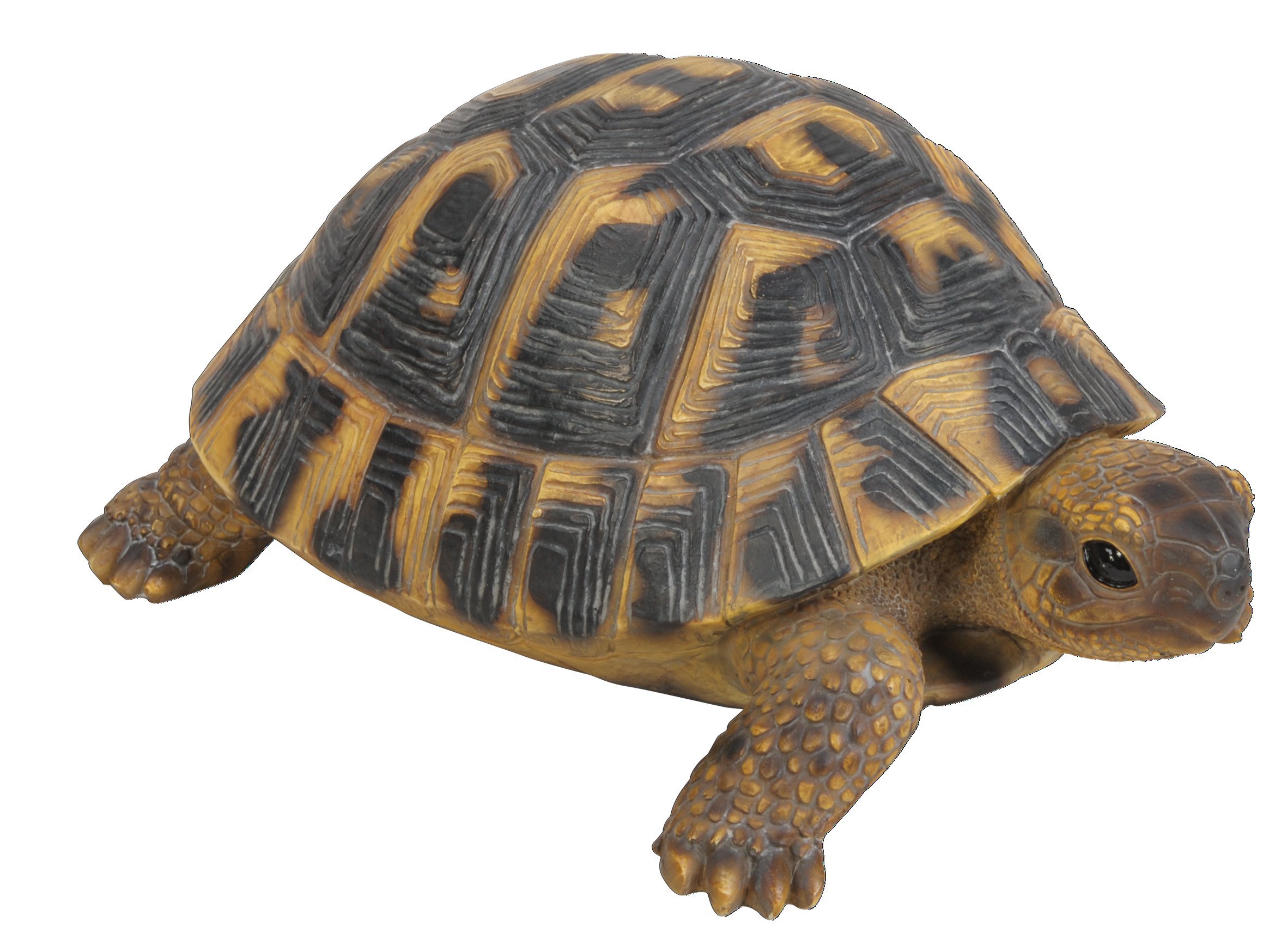 Vivid Arts XRL-HERM-B Hermann Tortoise Resin Ornament