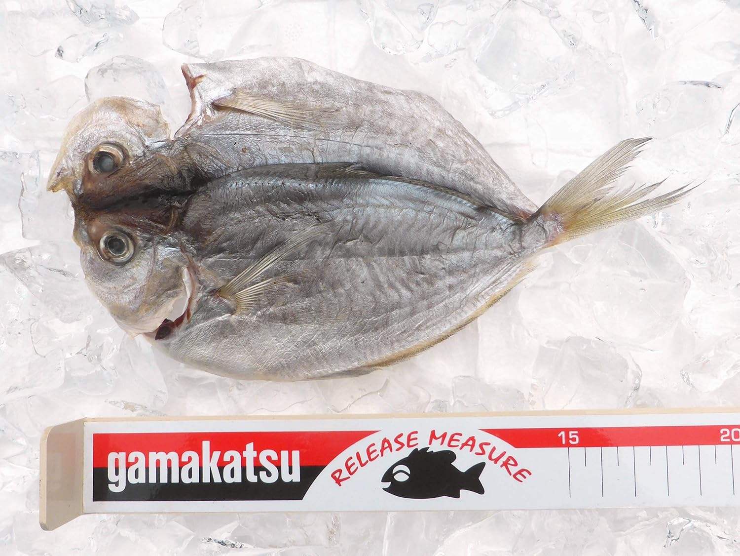 Amazon 沼津のひもの シズ えぼ鯛 中 15枚 佐野水産 沼津のひもの 干物 燻製 通販