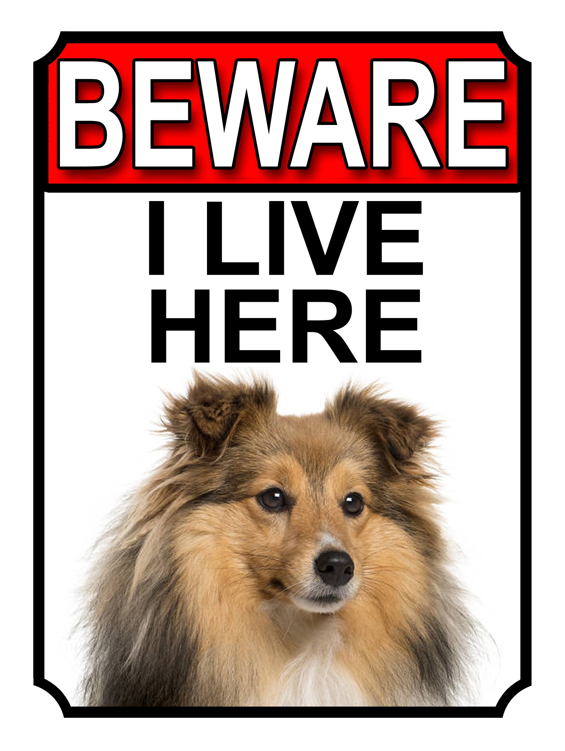 BEWARE I LIVE HERE METAL GATE SIGN SHETLAND SHEEPDOG 200MM X 10MM (1084H1)