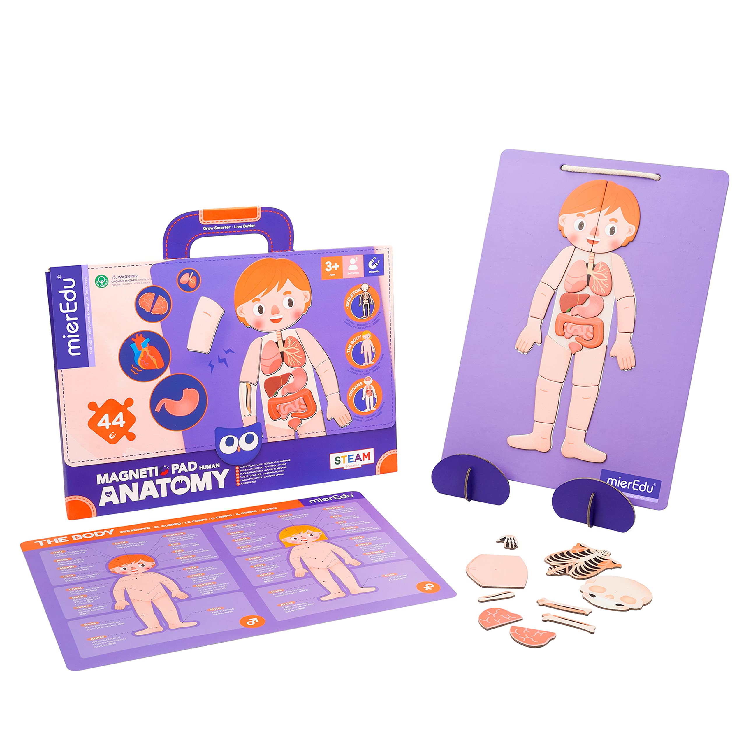 mierEdu Magnetic Pad - Human Anatomy I Designed for Beginners I Teaches Body Parts, Bones & Organs I Toy for Children I Toy from 3 Years