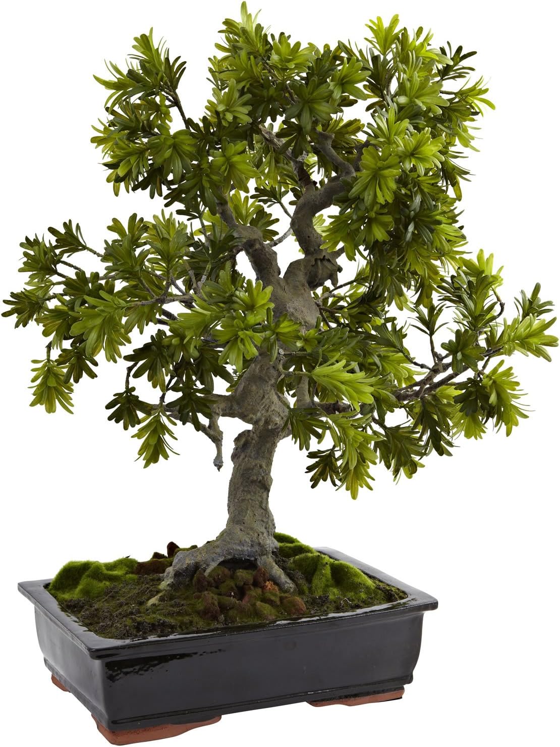 Giant Podocarpus Bonsai w/ Moss Planter