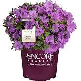 1g Azalea Encore Autumn Lilac Shrub