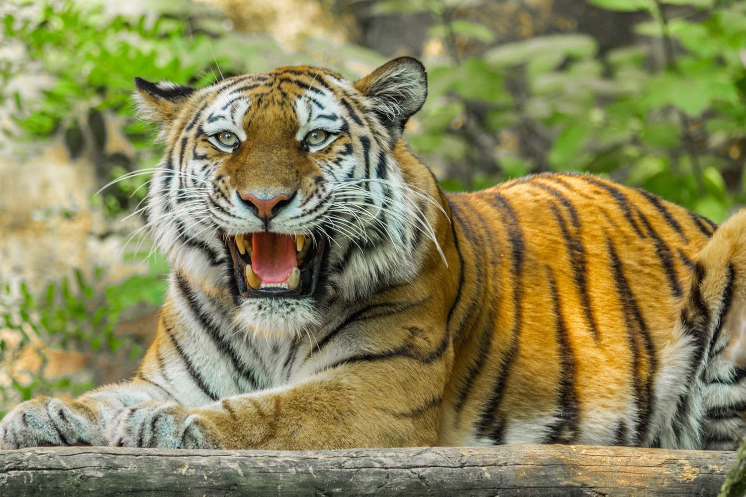Amazon Com Tiger Photo Backdrop Lelez 7x5ft Forest King Jungle Safari Wild Animals Theme Party Background For Photography Vinyl Studio Photo Booth Backdrop Video Props Geev3 Camera Photo