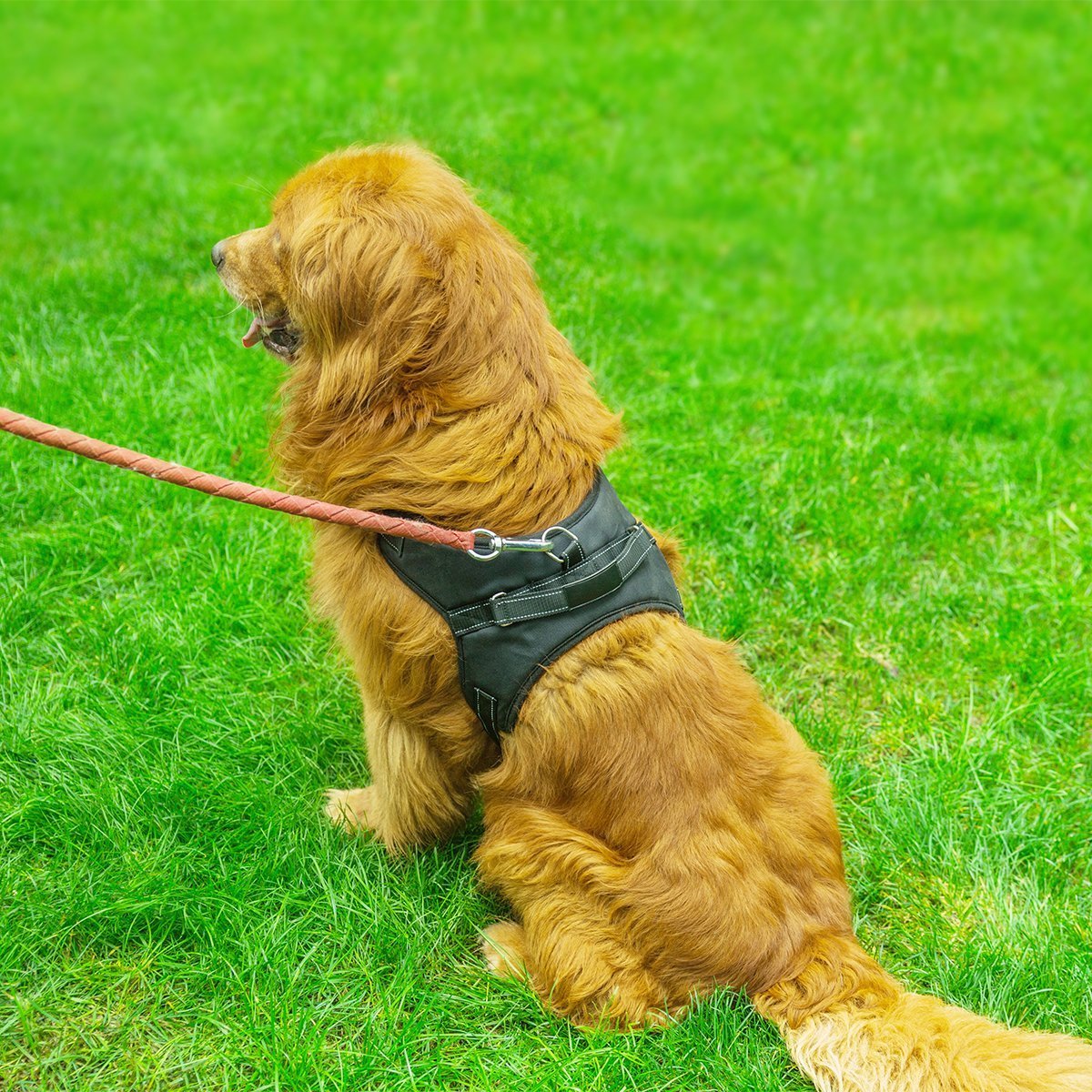 Fypo Pet Dog Car Seat Belts, Safety Harness Seatbelt Adjustable Buckle Travel Auto Vehicle Stabilizer Protector Guard Nylon Fabric With Metal Clips Black (Vest Harness(L))