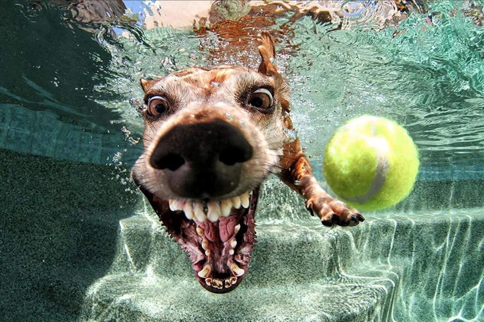 1000 Piece Classic Jigsaw Puzzle Wooden Adults Children Puzzles-Underwater Dog-Art DIY Leisure Game Fun Toy Gift Suitable Family Friends