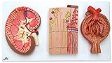 3B Scientific Kidney Sect, Nephrons, Blood