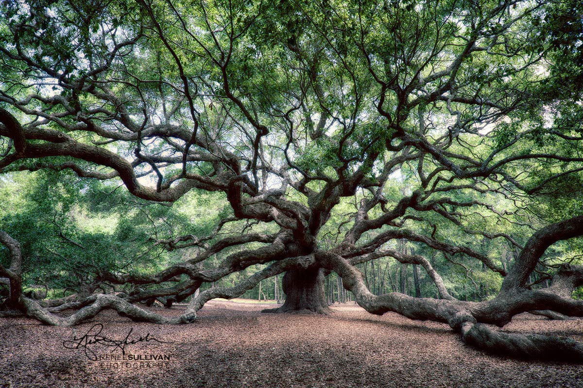 Kudosprs Com Handmade Products Photographs Angel Oak Tree Ready To Hang Triptych Fine Art Canvas Gallery Wrap Extra Large 3 Panel Art Premium Quality Charleston South Carolina Photography 36x24 Inches To 90x60 Inches