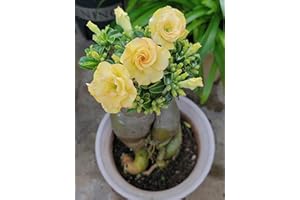 Live Desert Rose Plant - 4-7 Inch Tall Caudex Plant, Flowering Adenium Obesum, Drought-Tolerant Bonsai Style, Bright Blooming