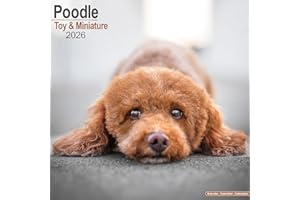 Toy & Miniature Poodle 2026 Calendar | Square Wall Calendar | Dog Breed Gift | Plastic Free Packaging | by Avonside Publishing