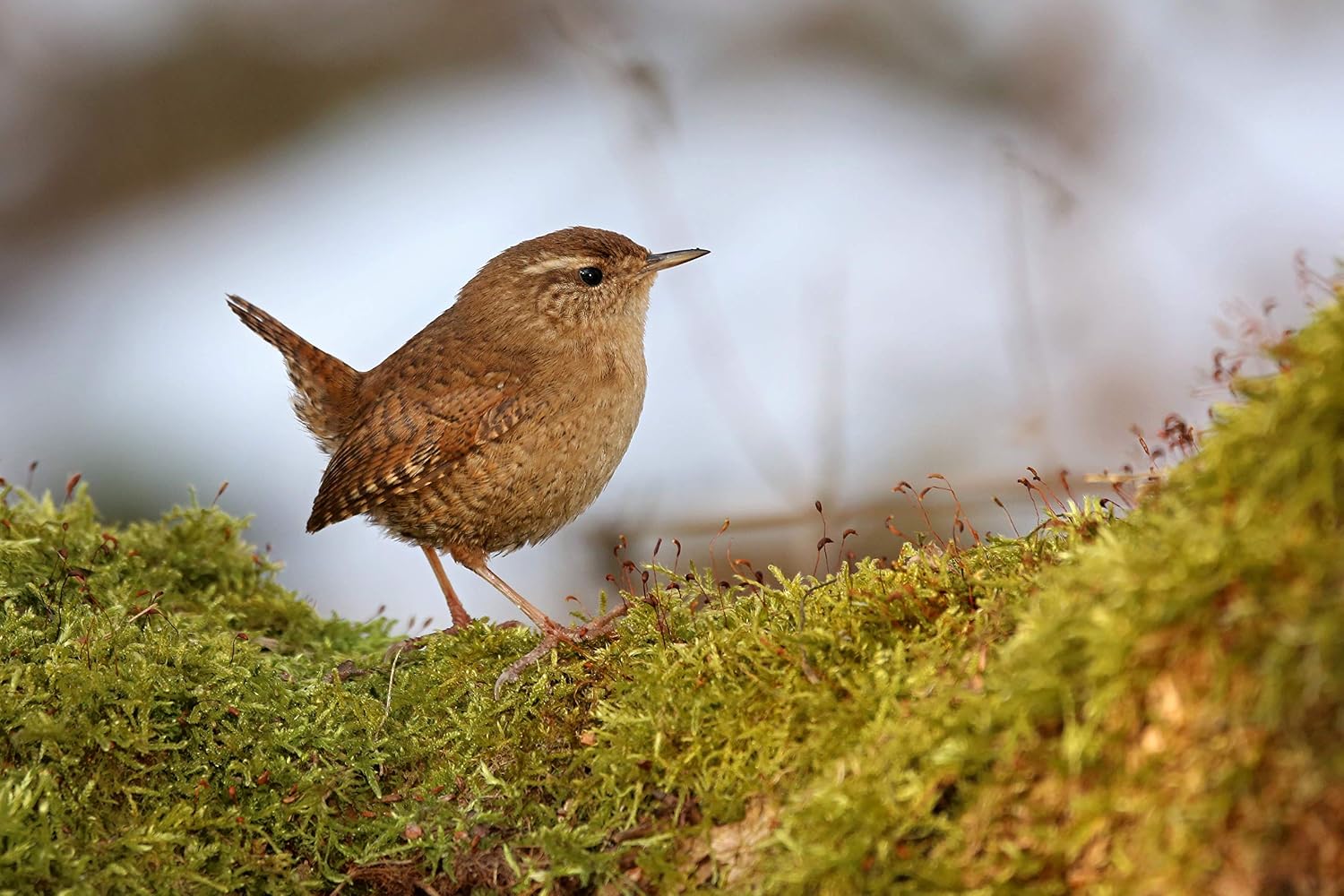 Robin, Blackbird and Wren nest box, Larch - Image 5