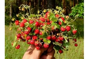 GL Seeds Alpine Giant Strawberry Indoor Everbearing Red Regina for Planting Non GMO