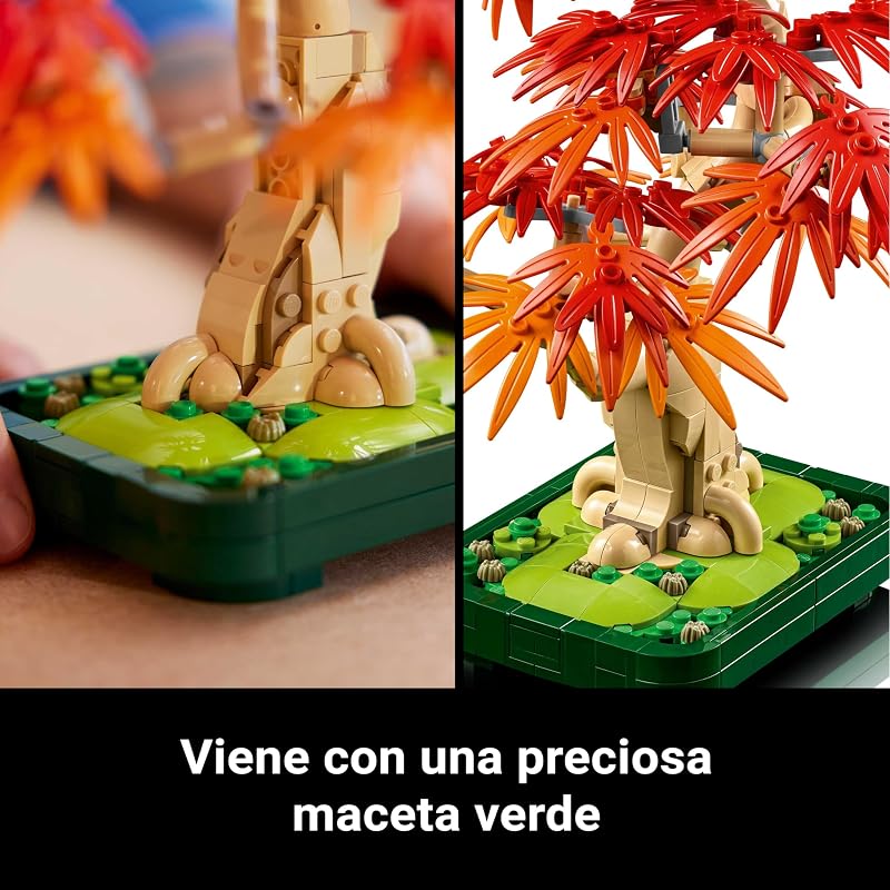 Botanicals Bonsái de Arce Rojo Japonés 10348