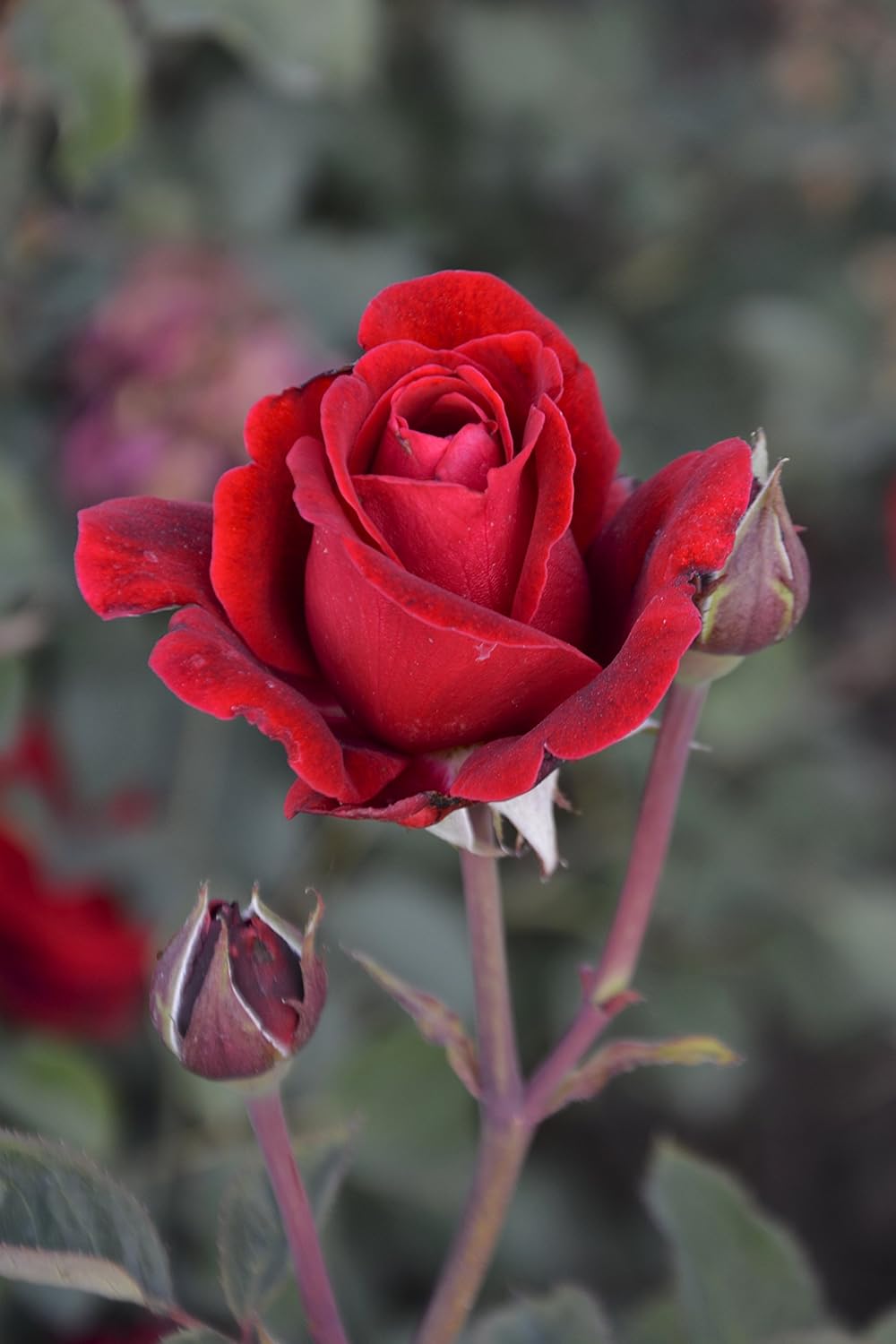 Amazon.com : Don Juan Climbing Rose Plant, Premium Half Gallon Roses