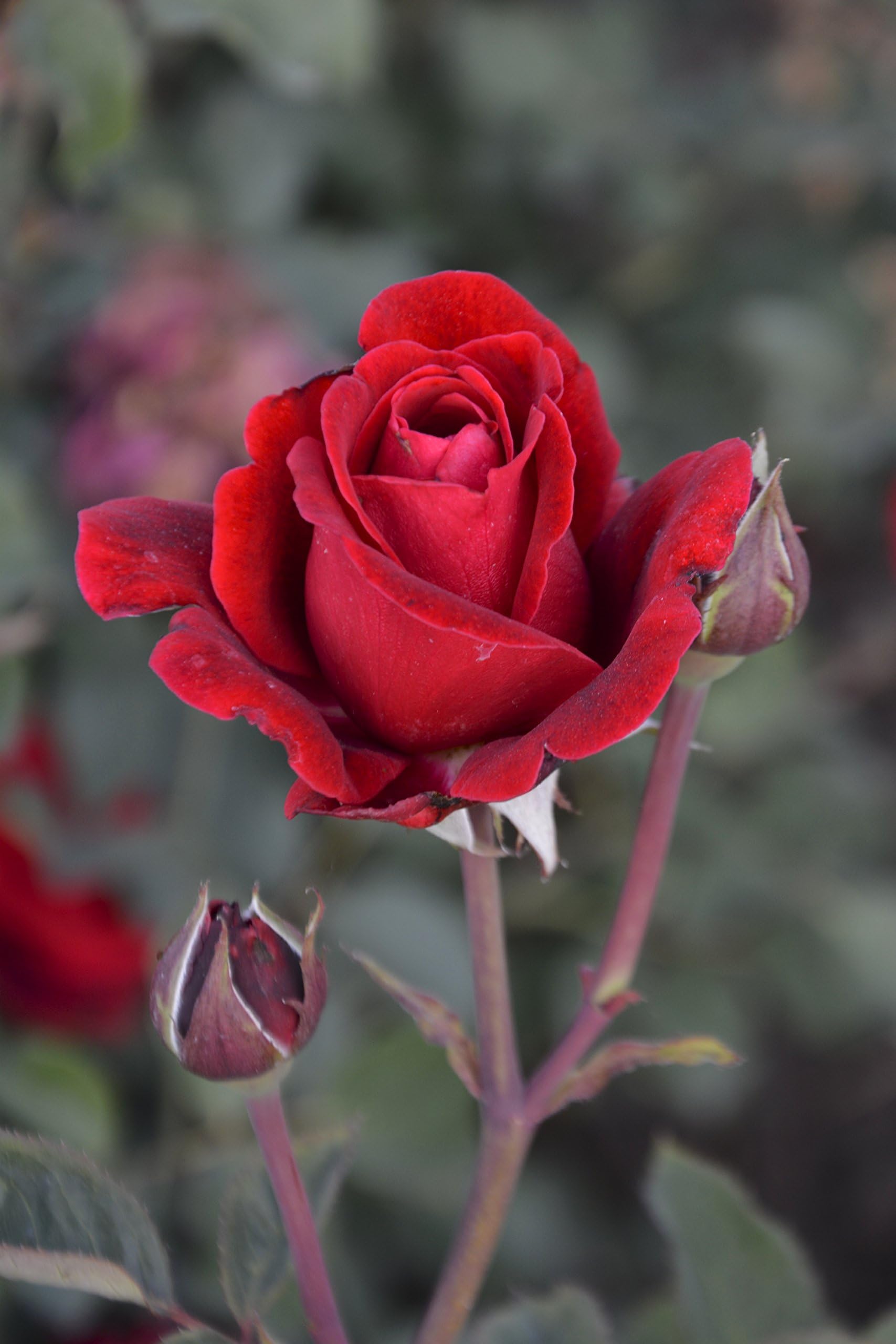Don Juan Climbing Rose Plant, Premium Half Gallon Roses, Live Plants