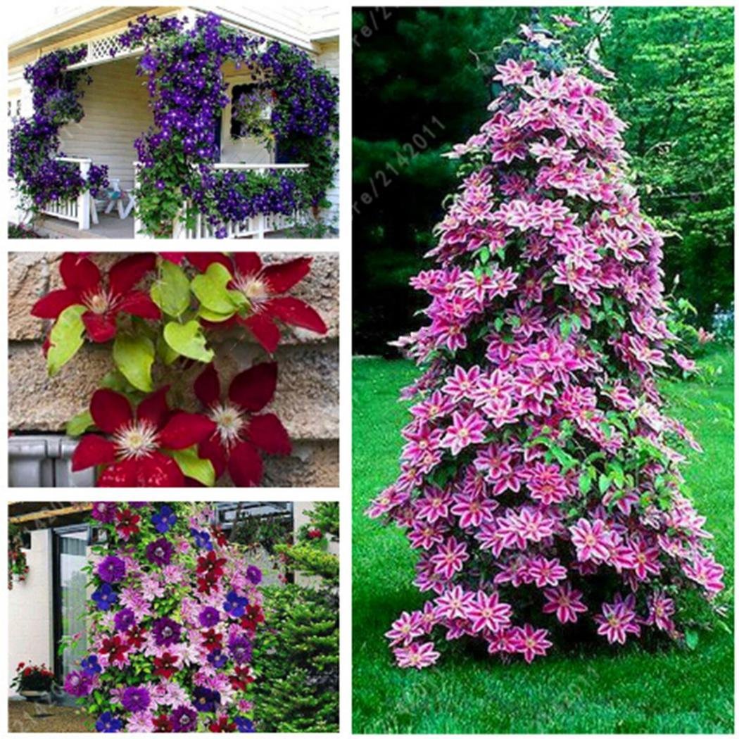 Elever Beauty 50pcs/Bag Mixed Colors Clematis Seeds Plants Bonsai Flowers Seeds Home Garden