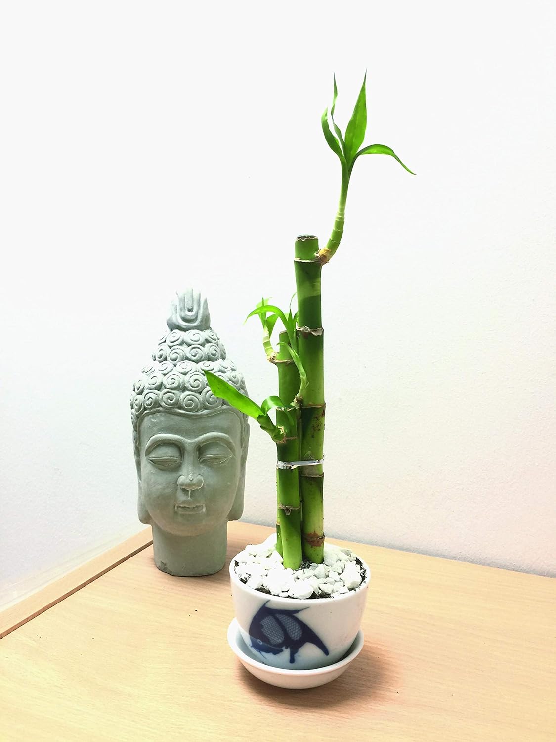 Indoor Lucky Bamboo Plant In Soil entgreenlife