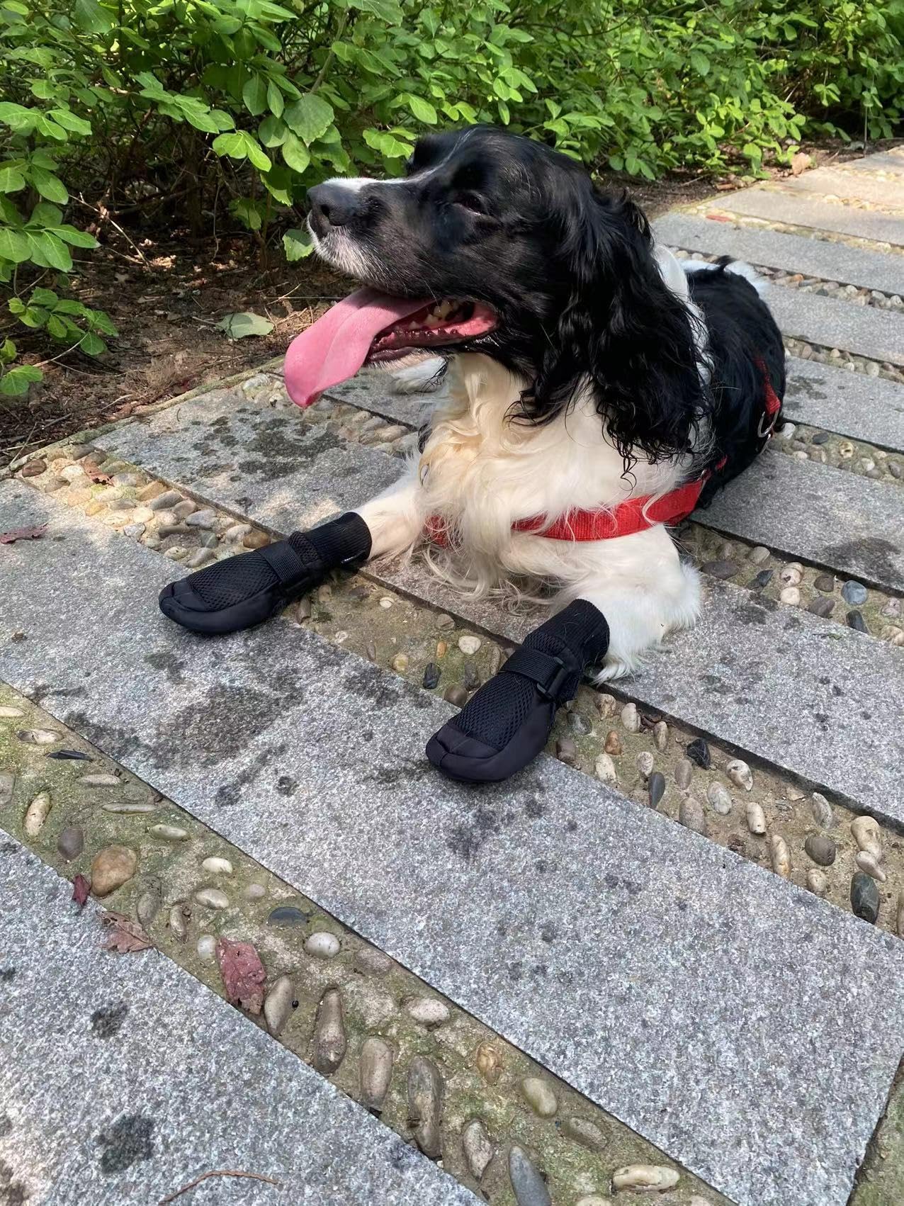 Vibrant Fellow Dog Shoes for Walking, Dog Boots Paw Protector Soft and Breathable, Booties that Stay on for Dogs, Set of 4, Size X-Small, Colour Black