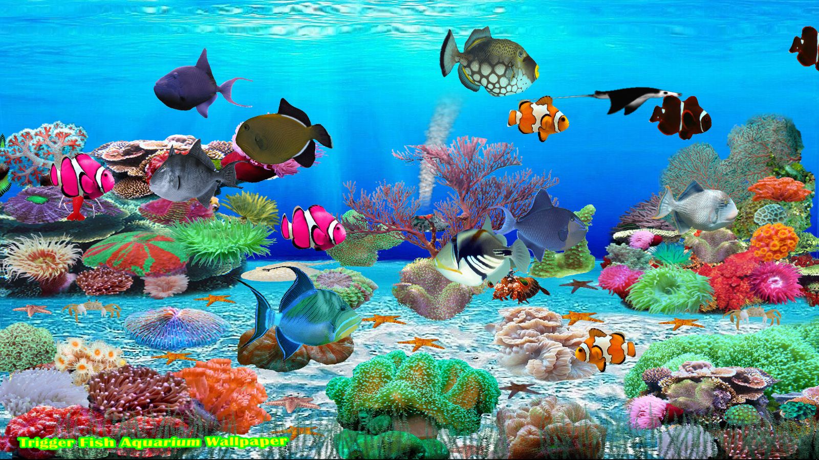 Trigger Fish Screen Saver [Download] - Thumbnail 7
