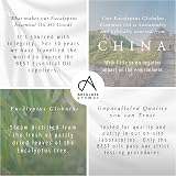 Absolute Aromas Eucalyptus Essential Oil 10ml - Pure & Natural Aromatherapy view 4