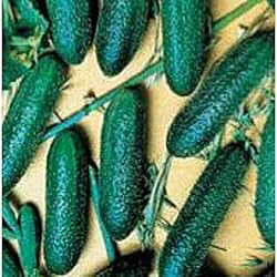Unknown Cool Breeze Cucumbers Seeds