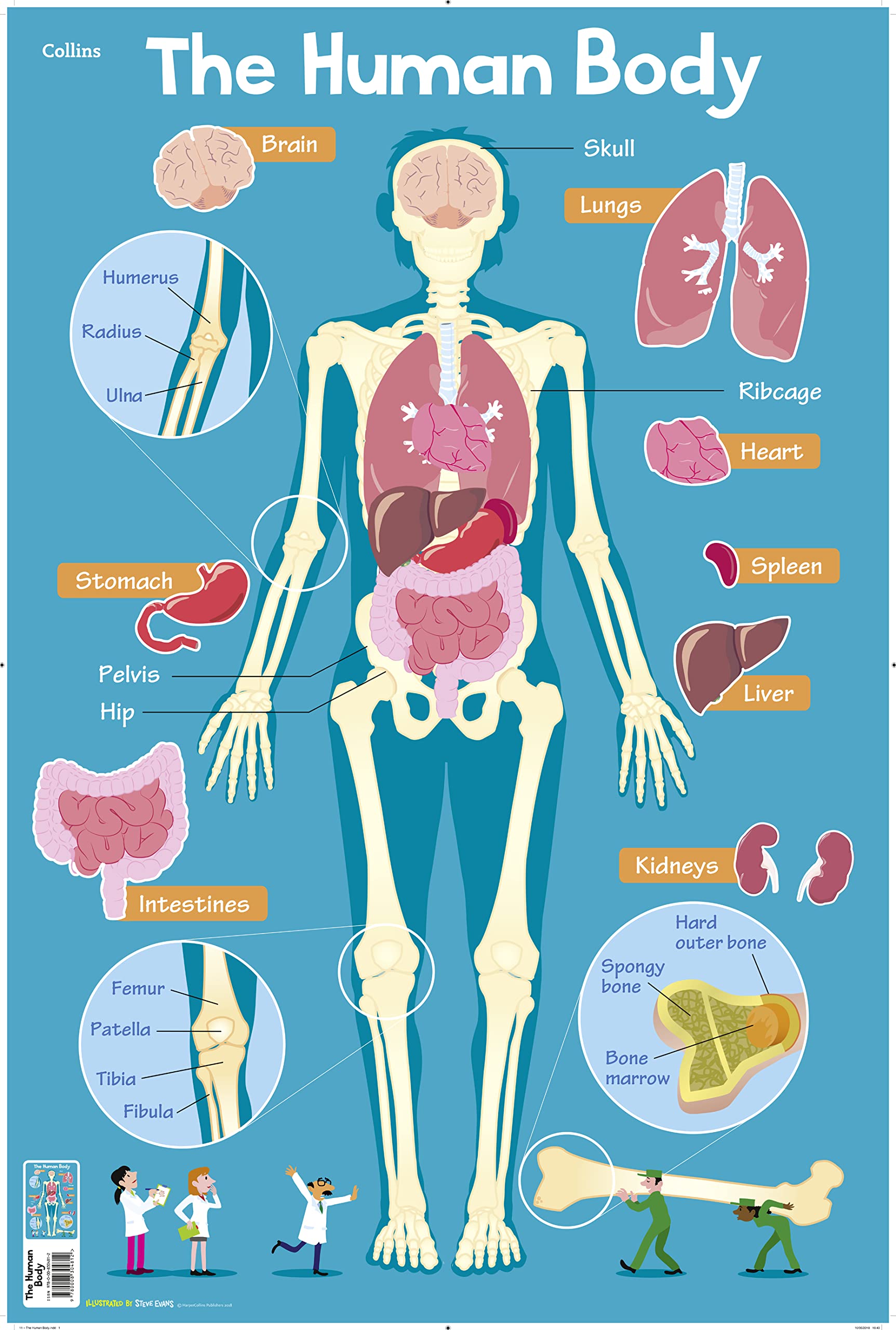 Human Body