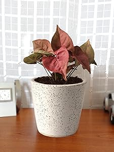 Rolling Nature Good Luck Air Purifying Live Pink Syngonium Plant in White Bucket Dew Ceramic Pot