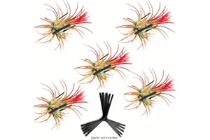 ArtAK Wall Planters for Air Plants & Orchids | Vertical Mount Holders | Hanging Terrariums & Plant Hooks | Indoor/Outdoor Modern Display (Plants Not Included) – Set of 5 Air Knots B5