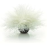 Sea Lily White