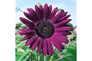 DouxiE 50pcs Purple Sunflower Seeds for Planting - Non GMO Heirloom Garden - Planting Instructions for Easy Grow - Great Gardening Gifts