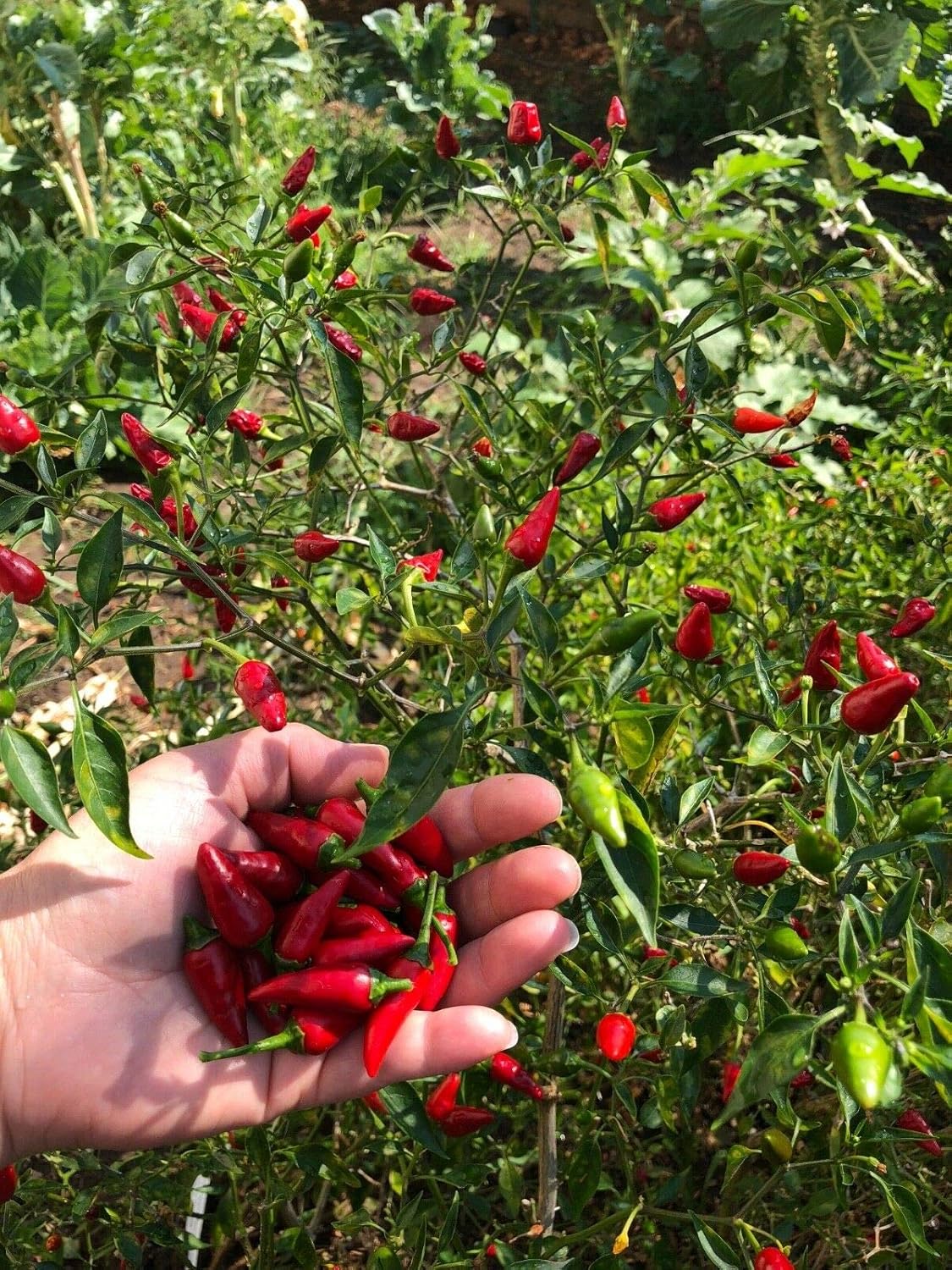 piri piri Portuguese Pepper Seeds peri 
