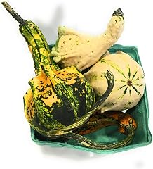 Squash Gourd