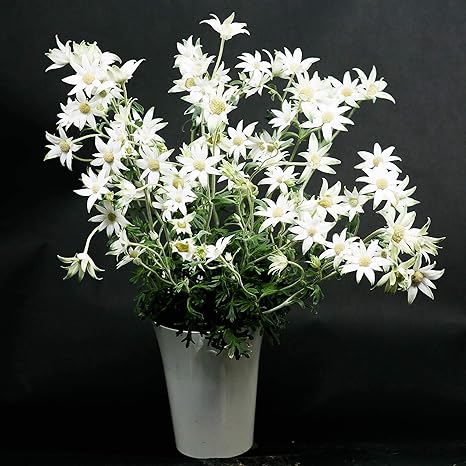 Amazon ギフト 店長こだわり逸品 フランネルフラワー鉢 ラッピングしてお届け 鉢花 鉢植え フラワーギフト フランネルフラワー 父の日 サマーギフト 開店祝い 誕生日祝い Primeお急ぎ便 観葉植物 オンライン通販