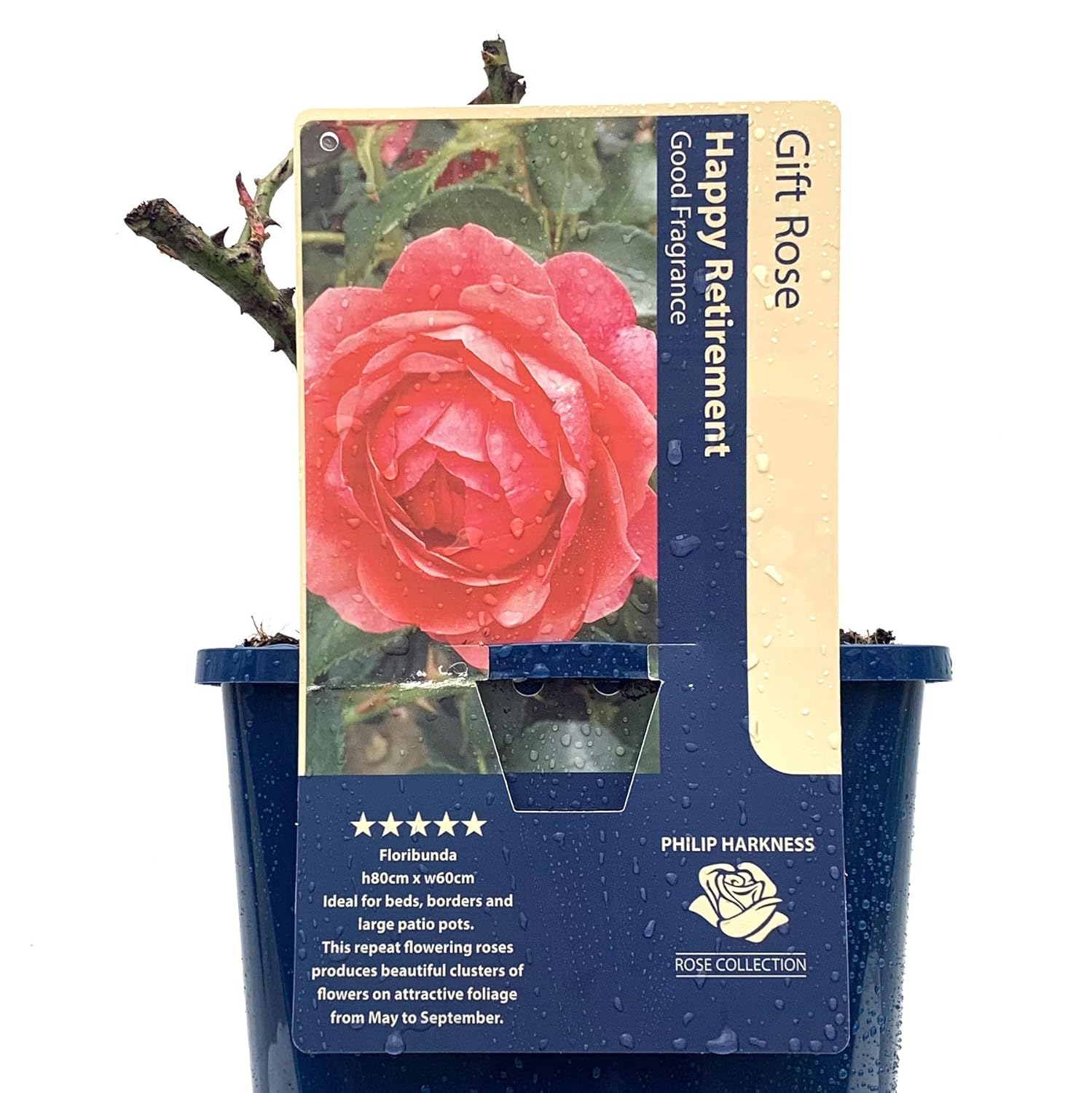 Happy Retirement Rose. Rose Plant Gift. 4.5L Pot Amazon.co.uk Garden