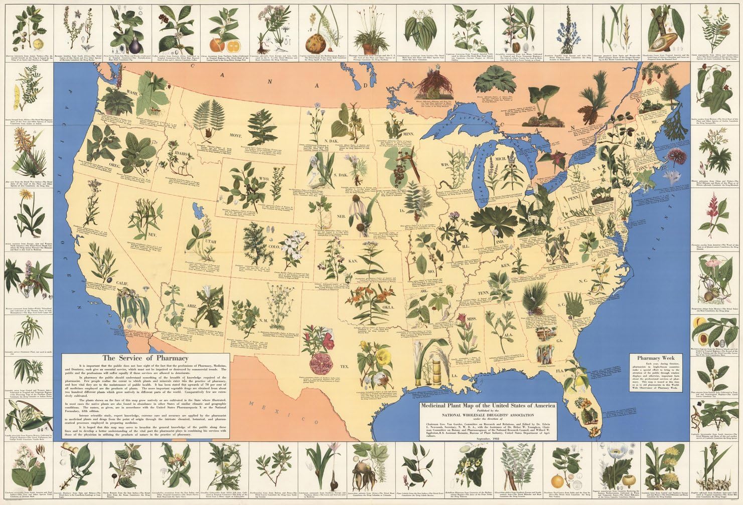 Medicinal Plant Map of the United States 24" x