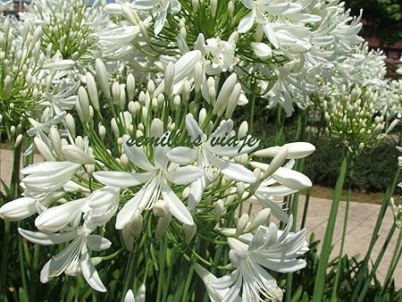 Portal Cool Agapanto Fiore Bianco Agapanthus Bianco 70 Semi Sementi Graines Samen Amazon It Casa E Cucina