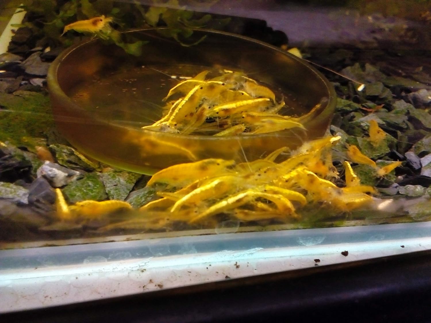 Garten Rote Beete Premium Futtersticks für Garnelen Krebse und andere