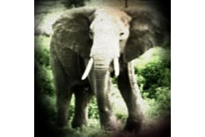 Elephant Sounds from Africa