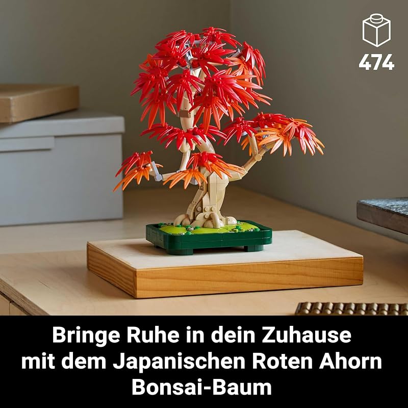 Botanicals Japanischer Roter Ahorn – Bonsai-Baum 10348