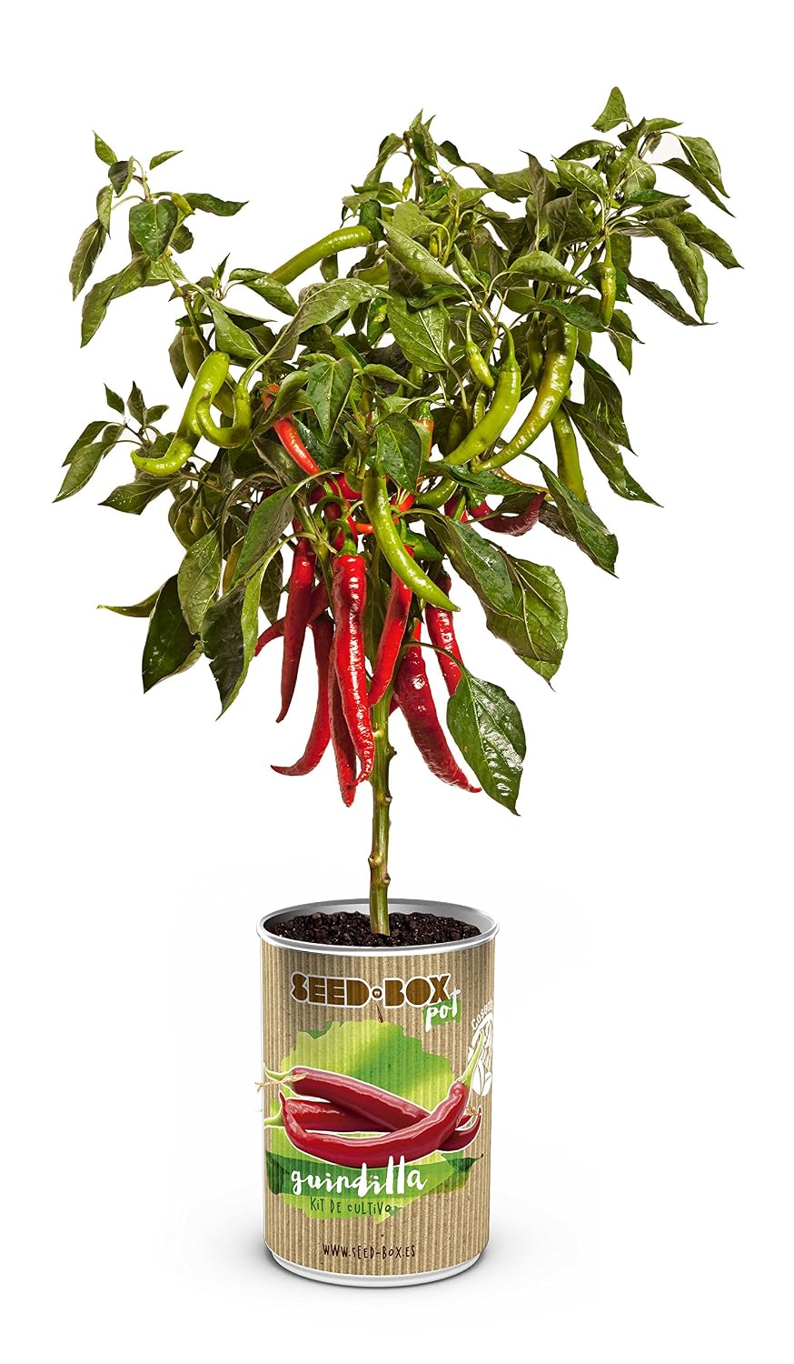 SeedBox PGPTBRS Lata de Cultivo brotes Soja Verde, 0.7x0.7x9 cm ...