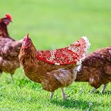 NQEUEPN 6 Pcs Chicken Saddles for Hens Cotton Back Protector Feather Fixer view 6