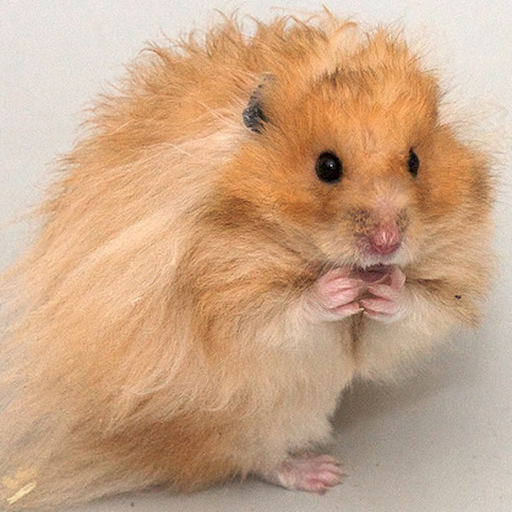 3d hamster